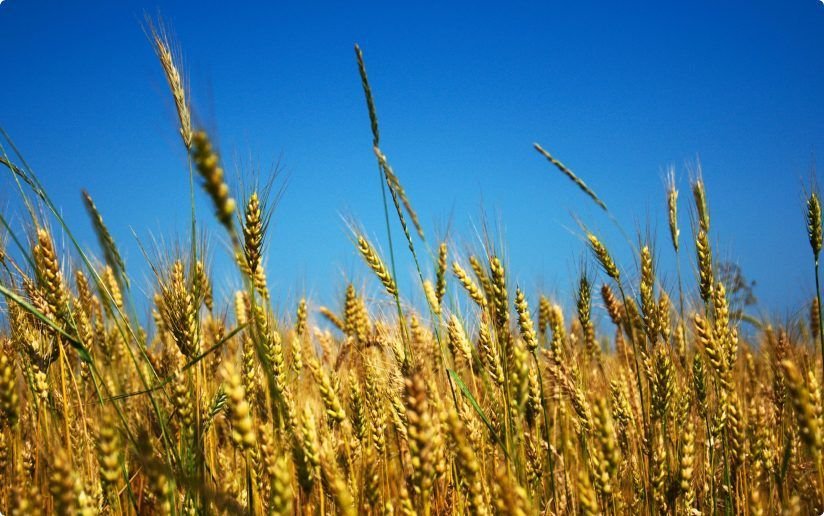 Post: Update from Codica Team: Ukraine Stands Strong | Codica