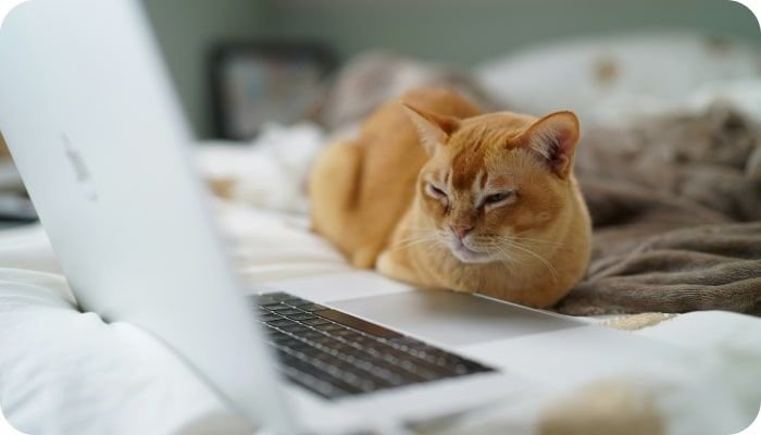 Post: How to Build a Multi-Vendor Marketplace Website | Codica