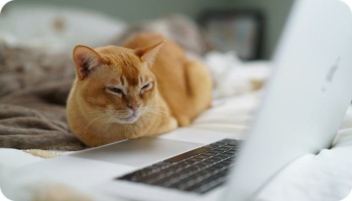 Post: How to Build a Multi-Vendor Marketplace Website | Codica